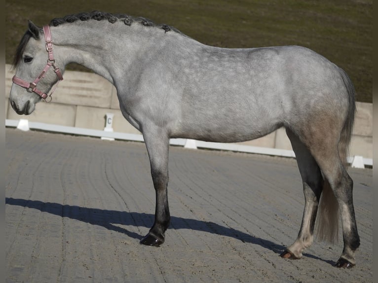 Connemara Mix Giumenta 5 Anni 148 cm Grigio ferro in Nettersheim
