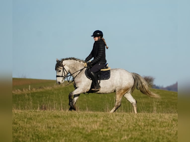 Connemara Mix Giumenta 5 Anni 148 cm Grigio ferro in Nettersheim