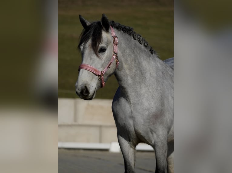 Connemara Mix Giumenta 5 Anni 148 cm Grigio ferro in Nettersheim