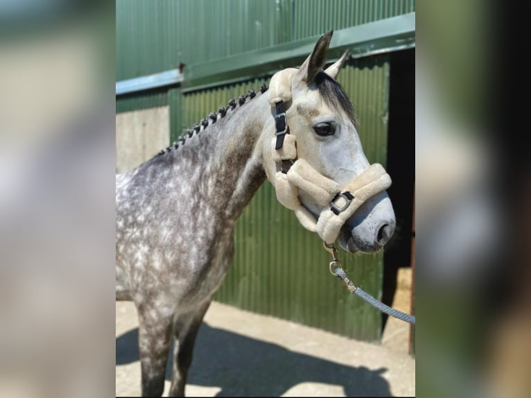 Connemara Giumenta 5 Anni 148 cm Grigio pezzato in Sligo