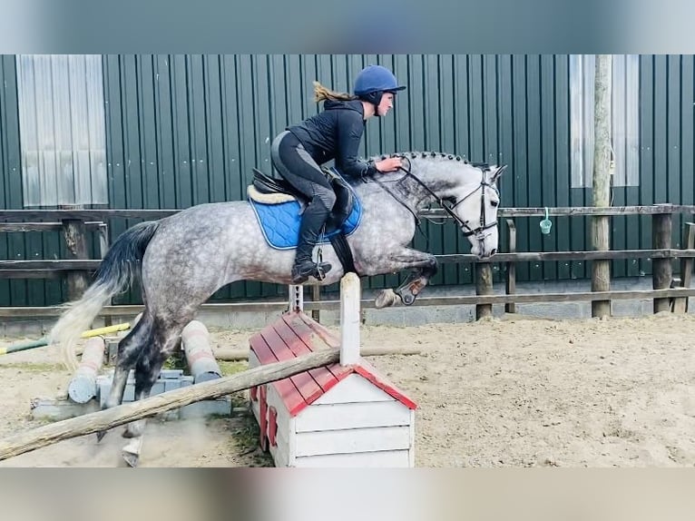 Connemara Giumenta 5 Anni 148 cm Grigio pezzato in Sligo