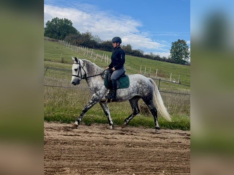 Connemara Giumenta 5 Anni 150 cm Grigio pezzato in Lisberg