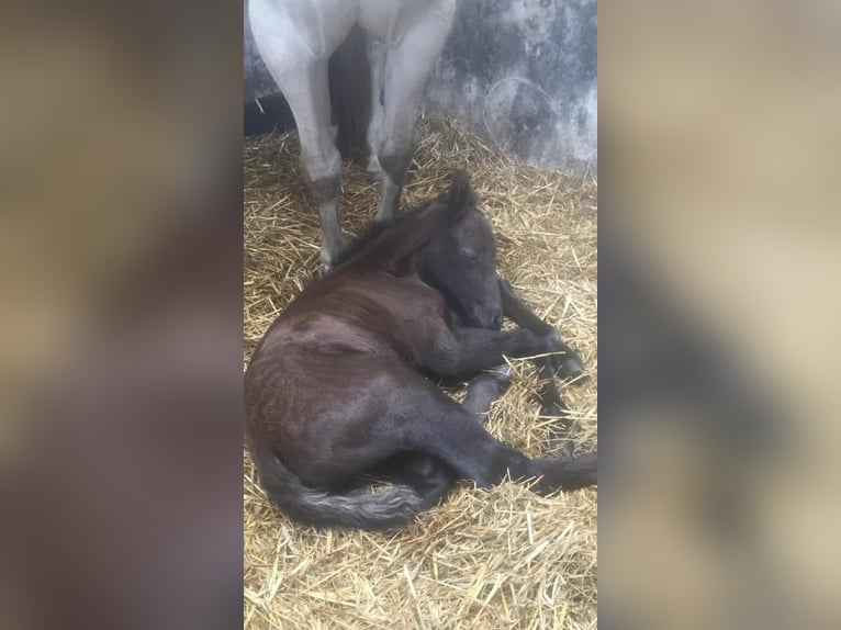 Connemara Giumenta 5 Anni 150 cm Grigio pezzato in Lisberg