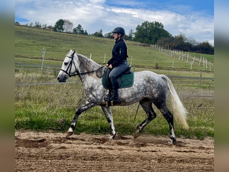 Connemara Giumenta 5 Anni 150 cm Grigio pezzato in Lisberg
