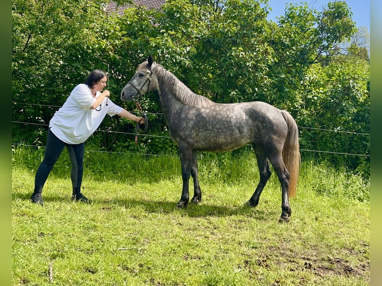 Connemara Giumenta 5 Anni 150 cm Grigio pezzato in Lisberg