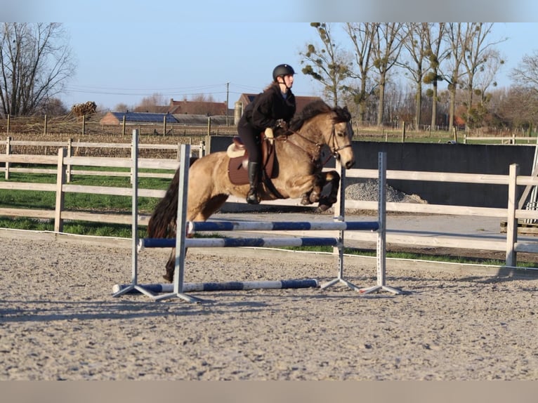 Connemara Giumenta 5 Anni 151 cm Falbo in Bogaarden