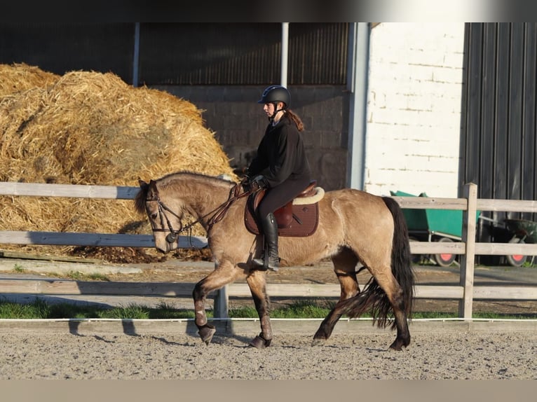 Connemara Giumenta 5 Anni 151 cm Falbo in Bogaarden