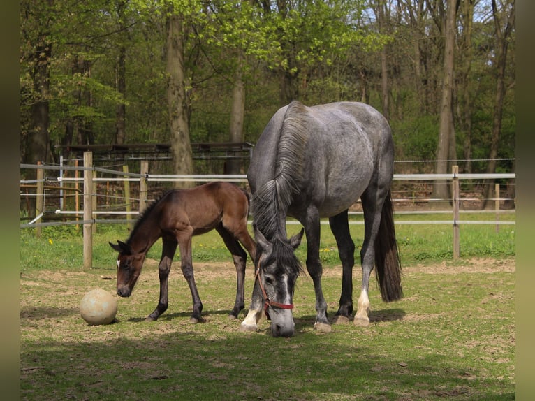 Connemara Giumenta 5 Anni 152 cm Grigio in Venlo