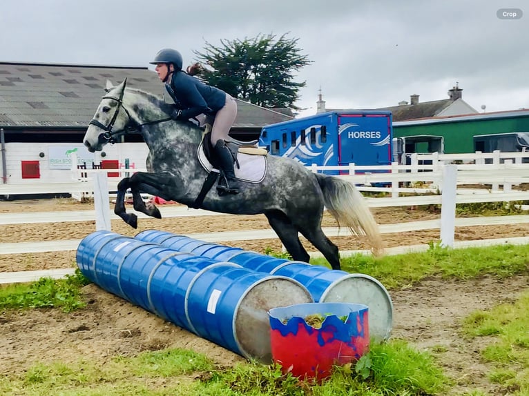 Connemara Giumenta 5 Anni 152 cm Grigio pezzato in Mountrath