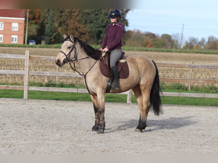 Connemara Giumenta 5 Anni 153 cm Falbo in Bogaarden