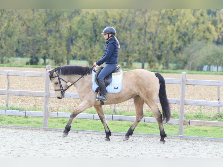 Connemara Giumenta 5 Anni 153 cm Falbo in Bogaarden