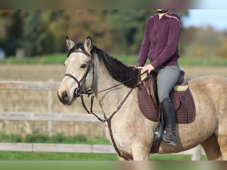Connemara Giumenta 5 Anni 153 cm Falbo in Bogaarden