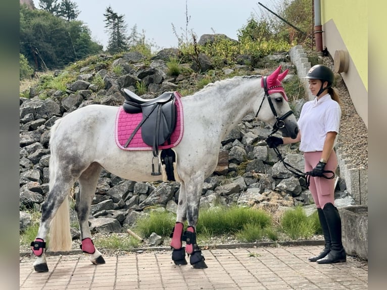 Connemara Giumenta 5 Anni 154 cm Leardo in Lisberg