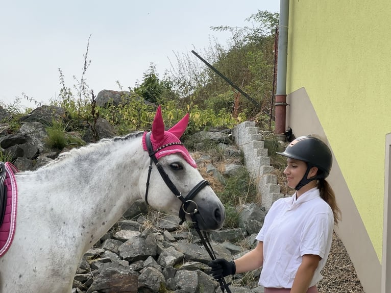 Connemara Giumenta 5 Anni 154 cm Leardo in Lisberg