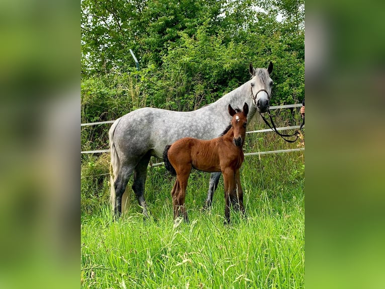 Connemara Giumenta 5 Anni 154 cm Leardo in Lisberg