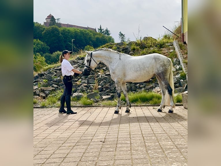 Connemara Giumenta 5 Anni 154 cm Leardo in Lisberg