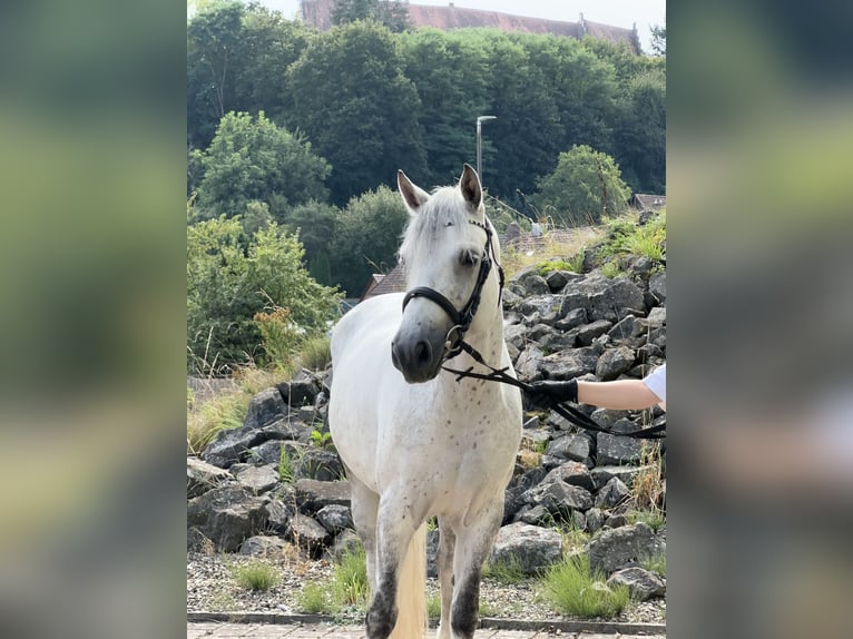 Connemara Giumenta 5 Anni 154 cm Leardo in Lisberg