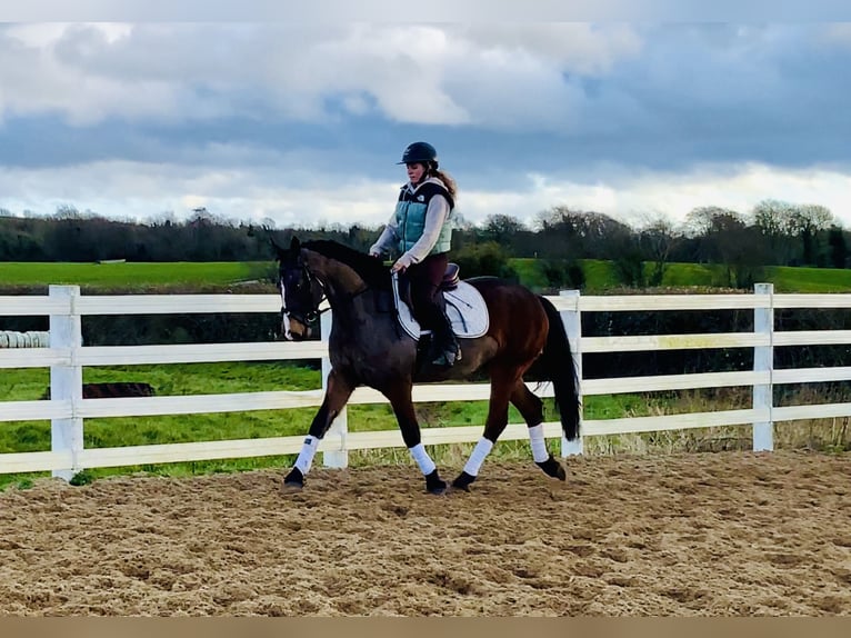 Connemara Giumenta 5 Anni 155 cm Baio in Mountrath