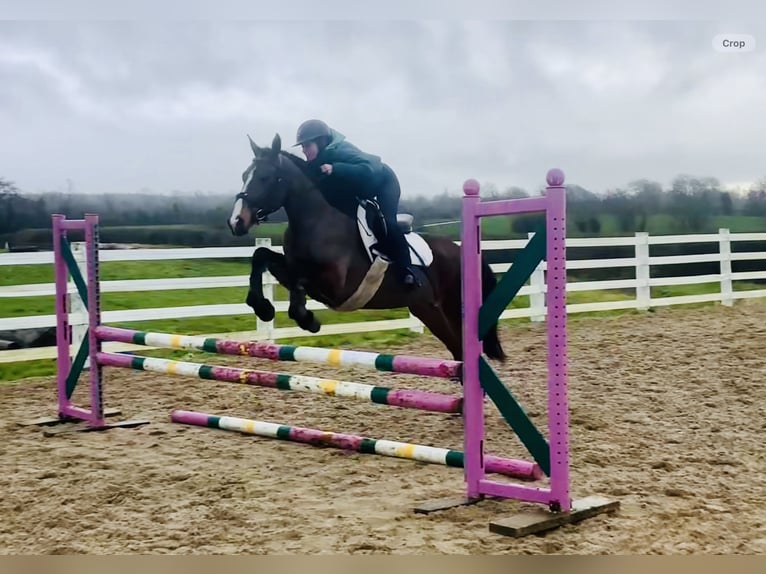 Connemara Giumenta 5 Anni 155 cm Baio in Mountrath
