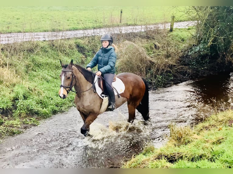 Connemara Giumenta 5 Anni 155 cm Baio in Mountrath