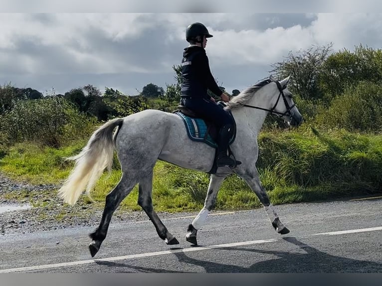 Connemara Giumenta 5 Anni 155 cm Bianco in Sligo