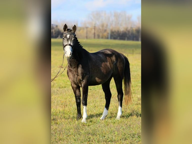 Connemara Giumenta 5 Anni 155 cm Falbo in Szarvas