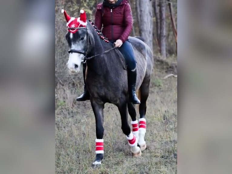 Connemara Giumenta 5 Anni 155 cm Falbo in Szarvas