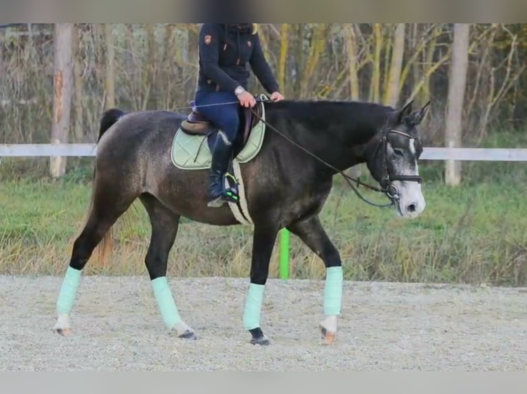 Connemara Giumenta 5 Anni 155 cm Falbo in Szarvas