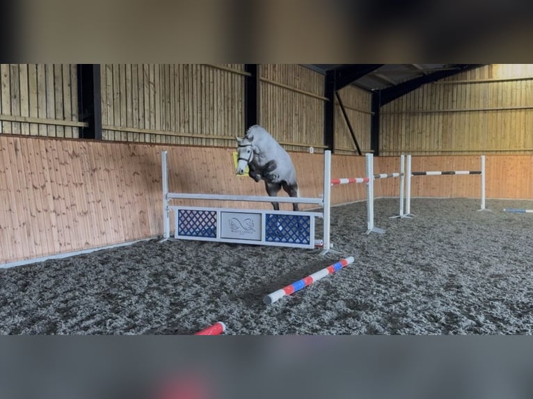 Connemara Giumenta 5 Anni 157 cm Grigio in Essex