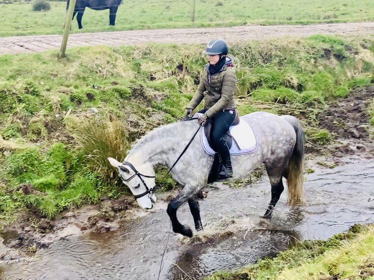 Connemara Giumenta 5 Anni 157 cm Grigio pezzato in Mountrath