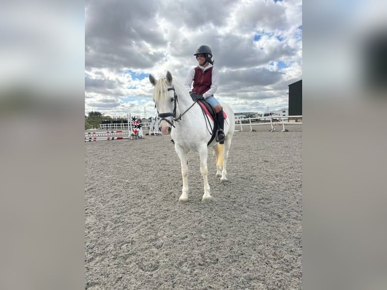 Connemara Giumenta 5 Anni 163 cm Grigio in Burgdorf