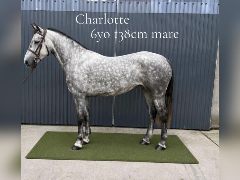 Connemara Giumenta 6 Anni 138 cm Grigio in Mayo