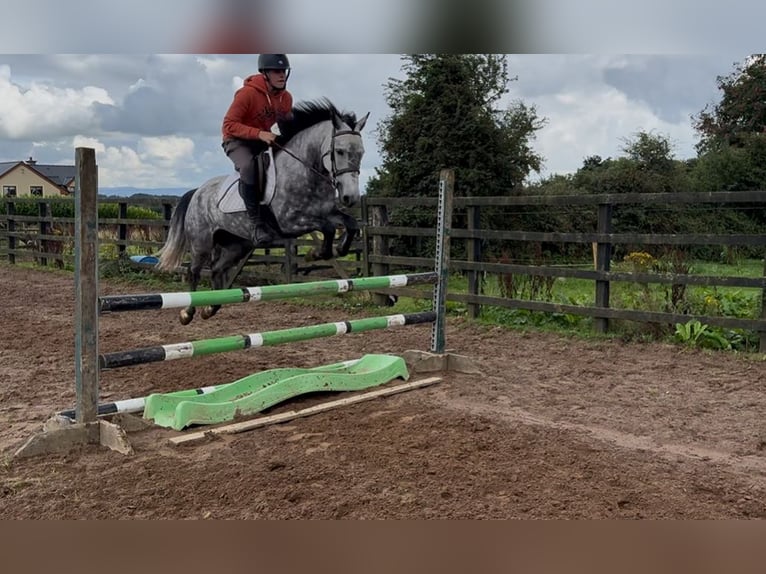Connemara Giumenta 6 Anni 138 cm Grigio in Mayo