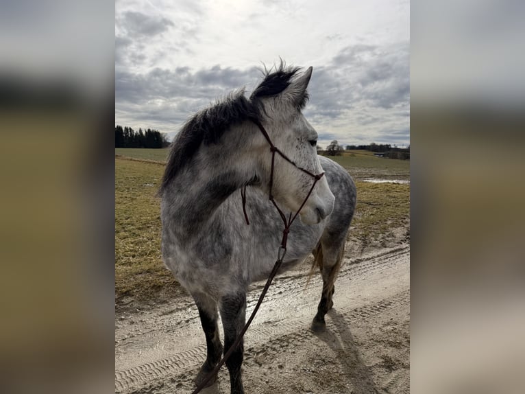 Connemara Mix Giumenta 6 Anni 138 cm Grigio in Markt Indersdorf