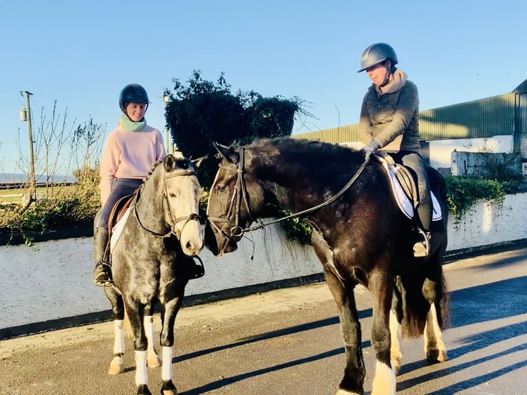 Connemara Giumenta 6 Anni 143 cm Grigio in Mountrath