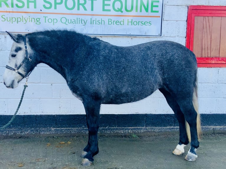 Connemara Giumenta 6 Anni 143 cm Grigio in Mountrath