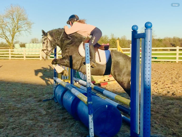 Connemara Giumenta 6 Anni 143 cm Grigio in Mountrath