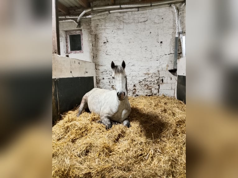 Connemara Giumenta 6 Anni 143 cm Grigio pezzato in Münstermaifeld