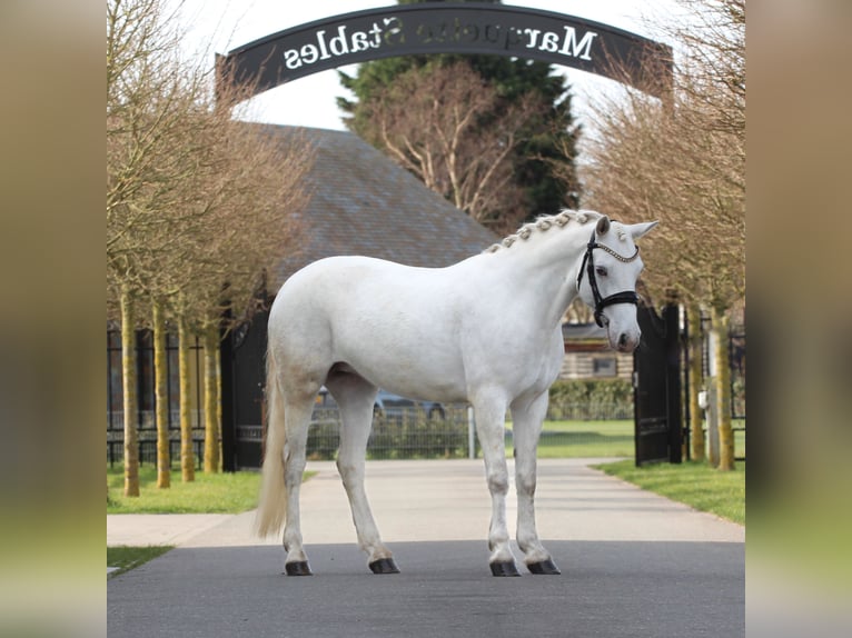 Connemara Giumenta 6 Anni 145 cm Grigio in Heemskerk