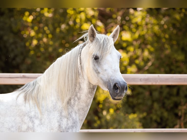 Connemara Giumenta 6 Anni 145 cm Grigio in Geisig