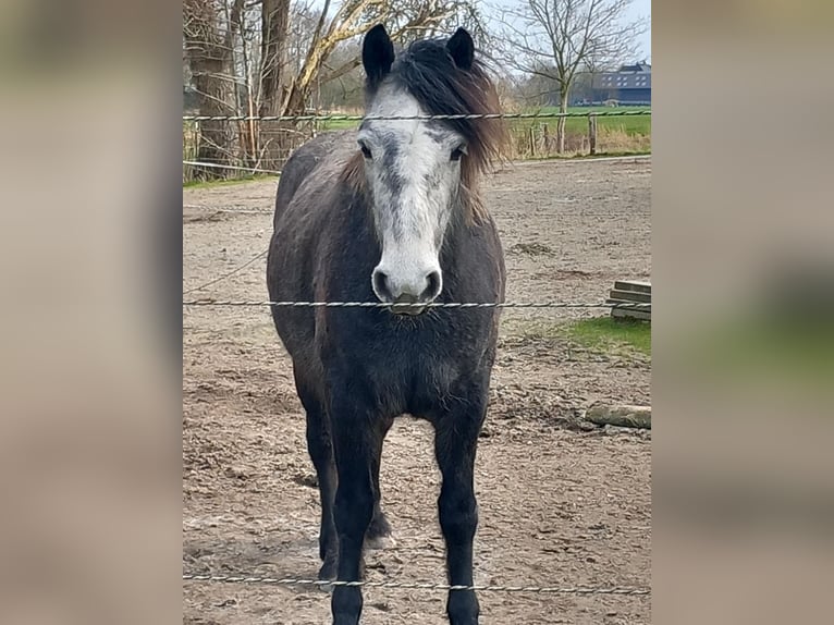 Connemara Giumenta 6 Anni 145 cm Grigio in Herzhorn