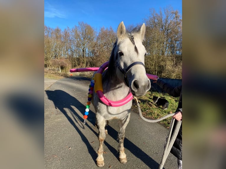 Connemara Giumenta 6 Anni 145 cm Grigio in Weilburg