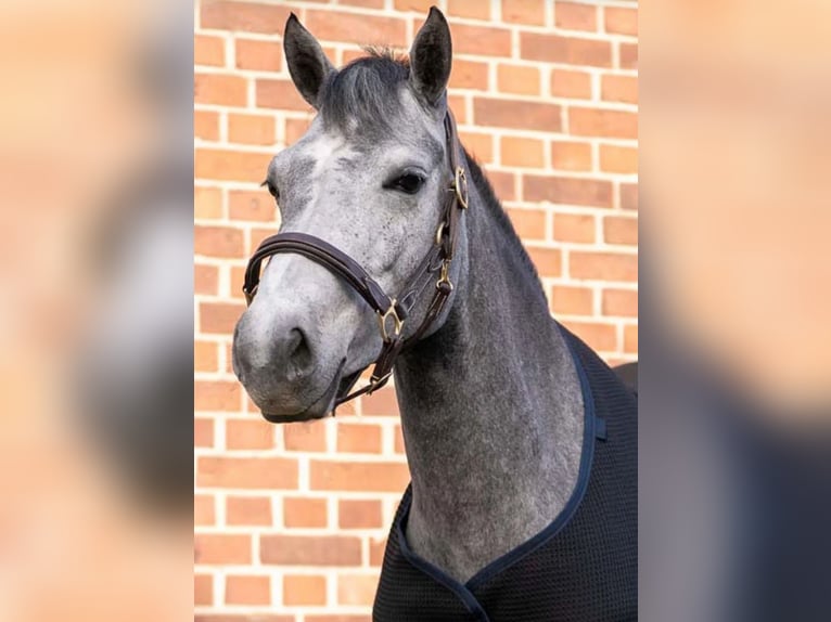 Connemara Mix Giumenta 6 Anni 146 cm Grigio in Hünxe