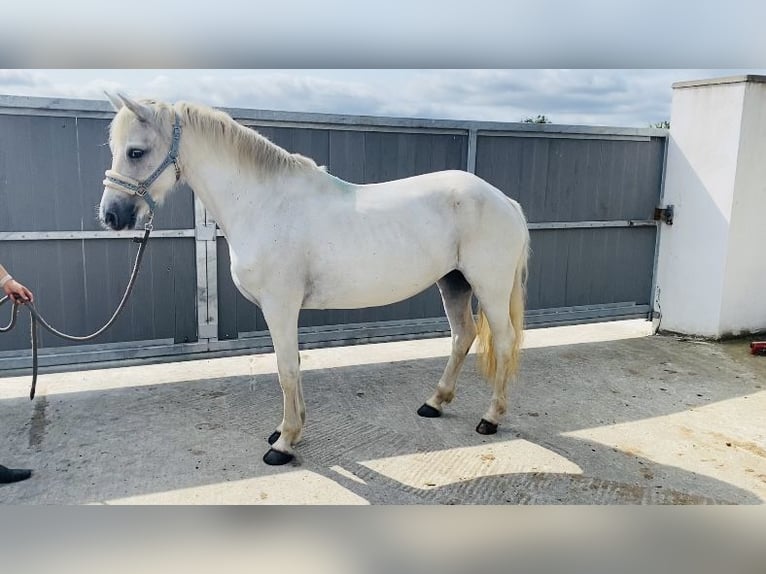 Connemara Giumenta 6 Anni 146 cm Grigio in sligo