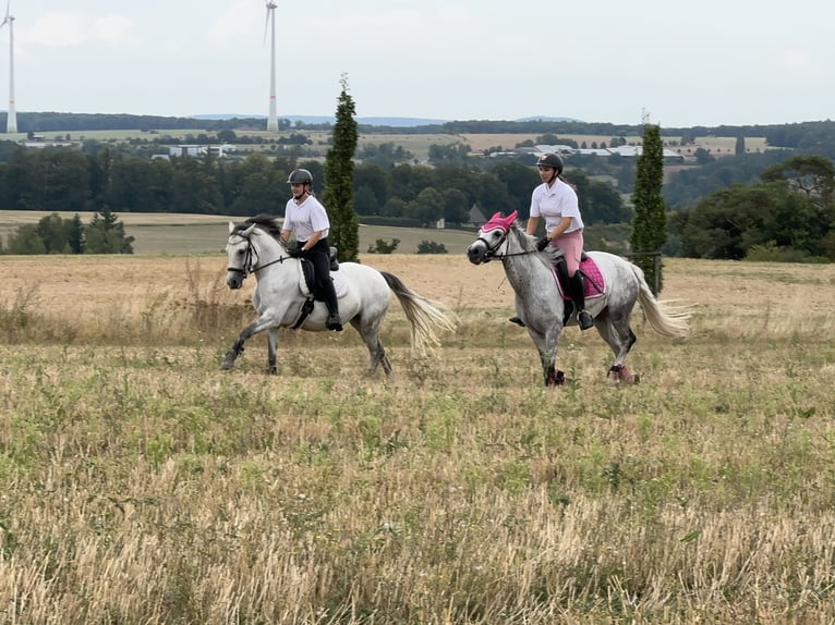 Connemara Giumenta 6 Anni 146 cm Grigio ferro in Lisberg