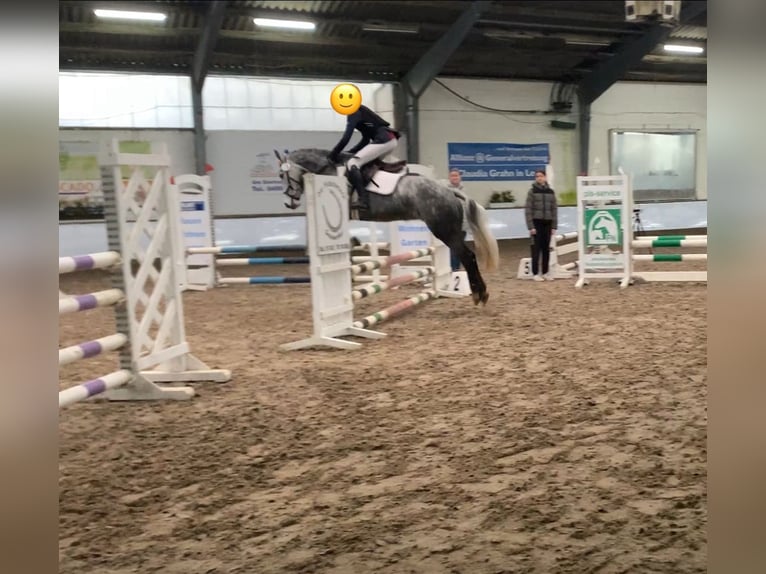 Connemara Giumenta 6 Anni 146 cm Grigio pezzato in Westoverledingen