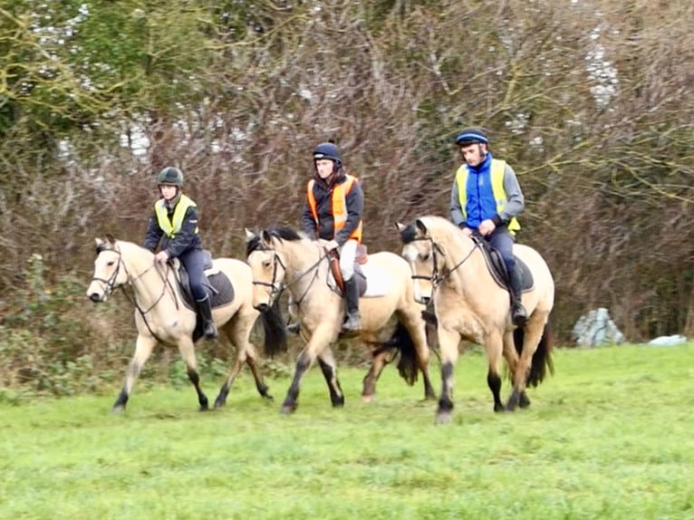 Connemara Giumenta 6 Anni 147 cm Falbo in Mountrath