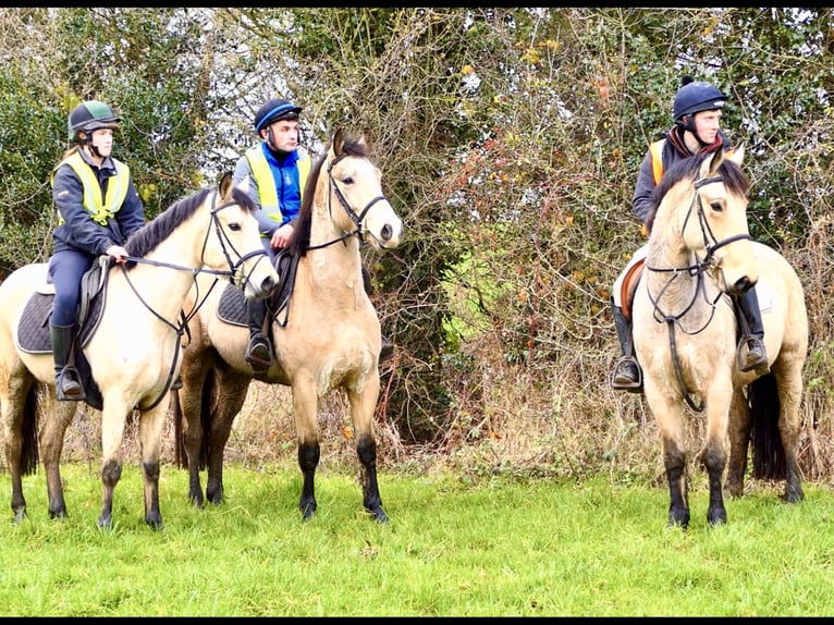 Connemara Giumenta 6 Anni 147 cm Falbo in Mountrath