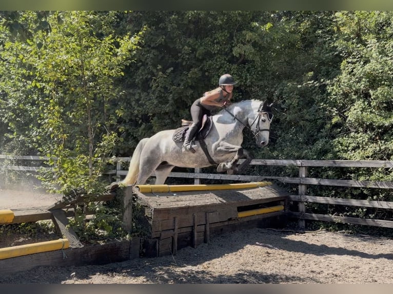 Connemara Giumenta 6 Anni 147 cm Grigio pezzato in Mountrath, Co. Laois