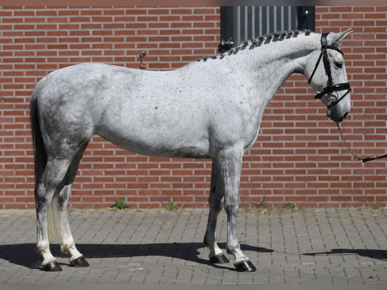 Connemara Giumenta 6 Anni 148 cm Grigio in Zieuwent